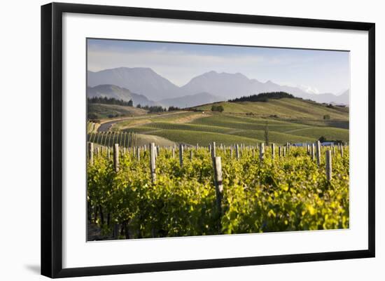 Vineyards, Renwick, Near Blenheim, Marlborough Region, South Island, New Zealand, Pacific-Stuart Black-Framed Photographic Print