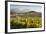 Vineyards, Renwick, Near Blenheim, Marlborough Region, South Island, New Zealand, Pacific-Stuart Black-Framed Photographic Print