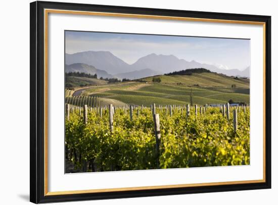 Vineyards, Renwick, Near Blenheim, Marlborough Region, South Island, New Zealand, Pacific-Stuart Black-Framed Photographic Print