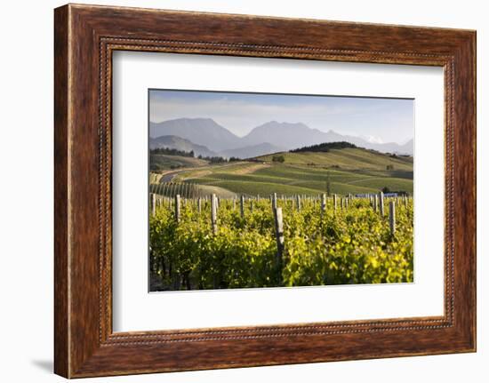 Vineyards, Renwick, Near Blenheim, Marlborough Region, South Island, New Zealand, Pacific-Stuart Black-Framed Photographic Print
