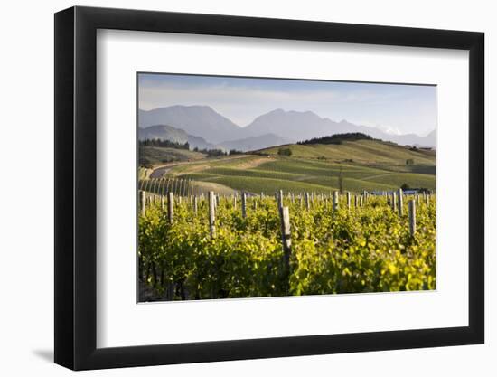 Vineyards, Renwick, Near Blenheim, Marlborough Region, South Island, New Zealand, Pacific-Stuart Black-Framed Photographic Print