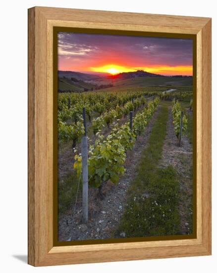 Vineyards, Sancerre, Cher, Loire Valley, Centre, France, Europe-Julian Elliott-Framed Premier Image Canvas