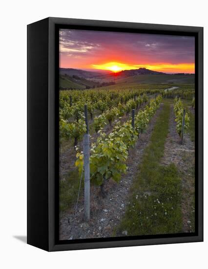 Vineyards, Sancerre, Cher, Loire Valley, Centre, France, Europe-Julian Elliott-Framed Premier Image Canvas