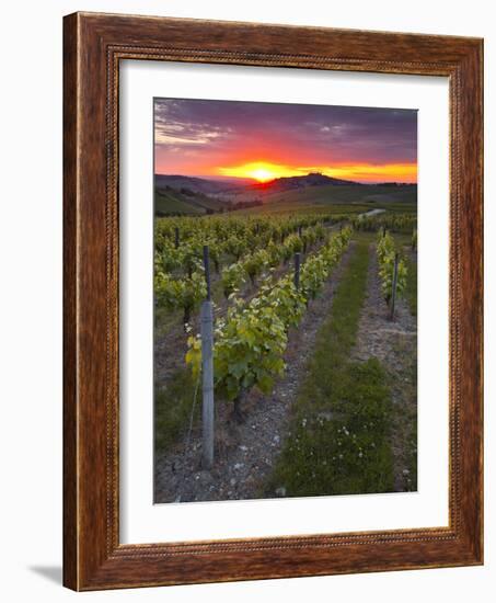 Vineyards, Sancerre, Cher, Loire Valley, Centre, France, Europe-Julian Elliott-Framed Photographic Print
