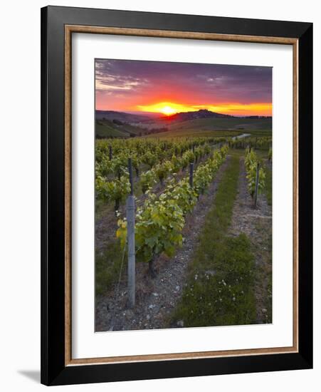 Vineyards, Sancerre, Cher, Loire Valley, Centre, France, Europe-Julian Elliott-Framed Photographic Print