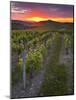 Vineyards, Sancerre, Cher, Loire Valley, Centre, France, Europe-Julian Elliott-Mounted Photographic Print