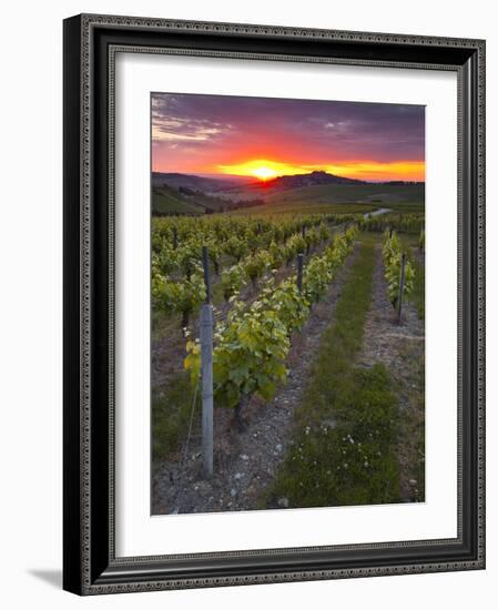 Vineyards, Sancerre, Cher, Loire Valley, Centre, France, Europe-Julian Elliott-Framed Photographic Print