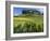 Vineyards, St. Emilion, Gironde, France, Europe-Robert Cundy-Framed Photographic Print