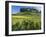 Vineyards, St. Emilion, Gironde, France, Europe-Robert Cundy-Framed Photographic Print