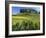 Vineyards, St. Emilion, Gironde, France, Europe-Robert Cundy-Framed Photographic Print