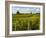 Vineyards, St. Emilion, Gironde, France, Europe-Robert Cundy-Framed Photographic Print