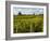 Vineyards, St. Emilion, Gironde, France, Europe-Robert Cundy-Framed Photographic Print