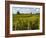 Vineyards, St. Emilion, Gironde, France, Europe-Robert Cundy-Framed Photographic Print