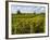 Vineyards, St. Emilion, Gironde, France, Europe-Robert Cundy-Framed Photographic Print