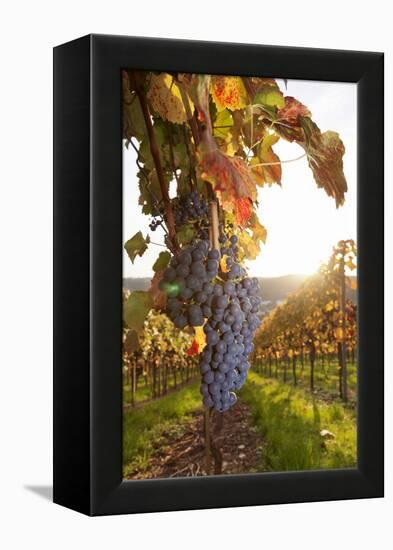 Vineyards with Red Wine Grapes in Autumn at Sunset, Esslingen, Baden Wurttemberg, Germany, Europe-Markus Lange-Framed Premier Image Canvas