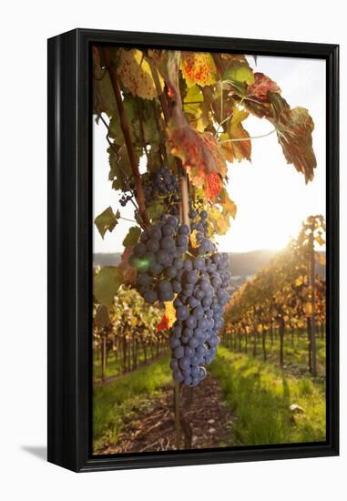 Vineyards with Red Wine Grapes in Autumn at Sunset, Esslingen, Baden Wurttemberg, Germany, Europe-Markus Lange-Framed Premier Image Canvas