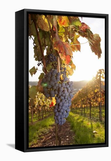 Vineyards with Red Wine Grapes in Autumn at Sunset, Esslingen, Baden Wurttemberg, Germany, Europe-Markus Lange-Framed Premier Image Canvas