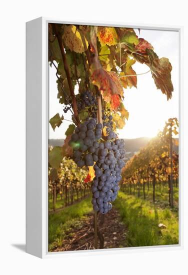 Vineyards with Red Wine Grapes in Autumn at Sunset, Esslingen, Baden Wurttemberg, Germany, Europe-Markus Lange-Framed Premier Image Canvas