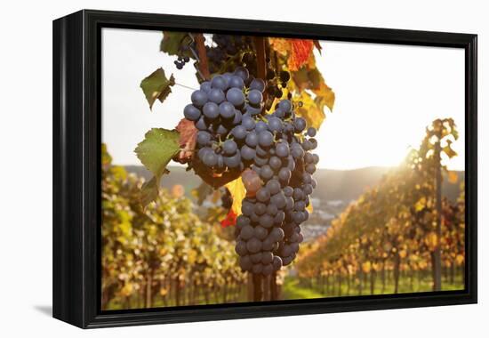 Vineyards with Red Wine Grapes in Autumn at Sunset, Esslingen, Baden Wurttemberg, Germany, Europe-Markus Lange-Framed Premier Image Canvas