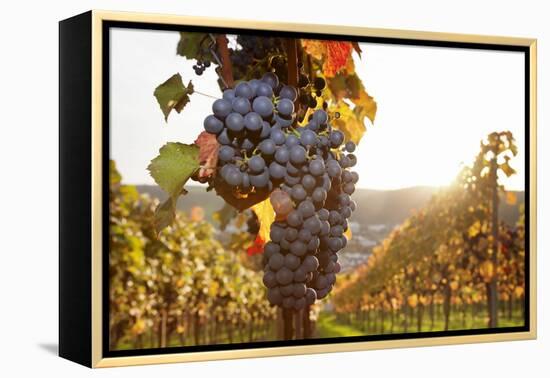 Vineyards with Red Wine Grapes in Autumn at Sunset, Esslingen, Baden Wurttemberg, Germany, Europe-Markus Lange-Framed Premier Image Canvas