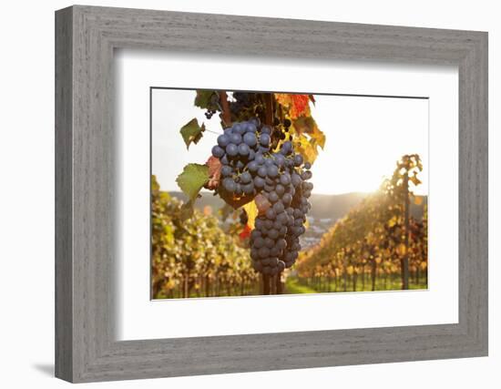 Vineyards with Red Wine Grapes in Autumn at Sunset, Esslingen, Baden Wurttemberg, Germany, Europe-Markus Lange-Framed Photographic Print