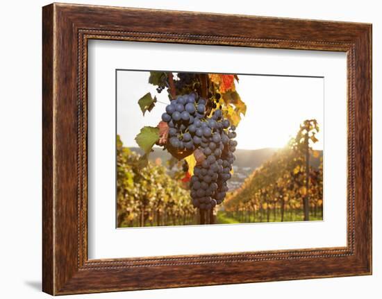 Vineyards with Red Wine Grapes in Autumn at Sunset, Esslingen, Baden Wurttemberg, Germany, Europe-Markus Lange-Framed Photographic Print