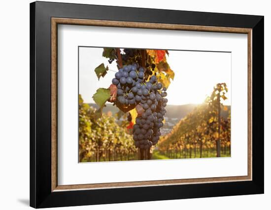 Vineyards with Red Wine Grapes in Autumn at Sunset, Esslingen, Baden Wurttemberg, Germany, Europe-Markus Lange-Framed Photographic Print