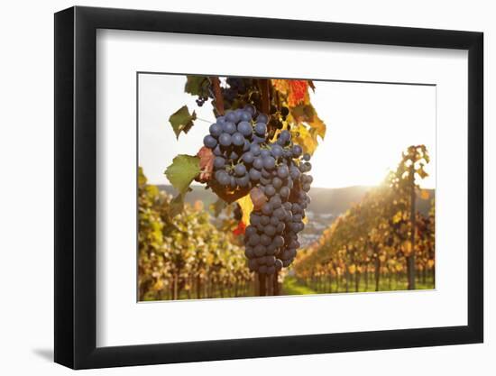 Vineyards with Red Wine Grapes in Autumn at Sunset, Esslingen, Baden Wurttemberg, Germany, Europe-Markus Lange-Framed Photographic Print