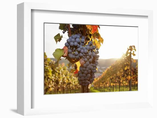 Vineyards with Red Wine Grapes in Autumn at Sunset, Esslingen, Baden Wurttemberg, Germany, Europe-Markus Lange-Framed Photographic Print