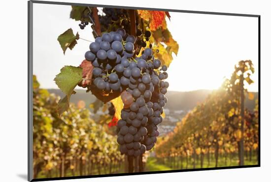 Vineyards with Red Wine Grapes in Autumn at Sunset, Esslingen, Baden Wurttemberg, Germany, Europe-Markus Lange-Mounted Photographic Print