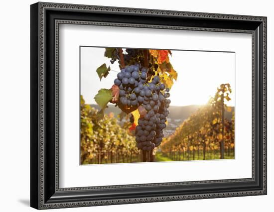 Vineyards with Red Wine Grapes in Autumn at Sunset, Esslingen, Baden Wurttemberg, Germany, Europe-Markus Lange-Framed Photographic Print