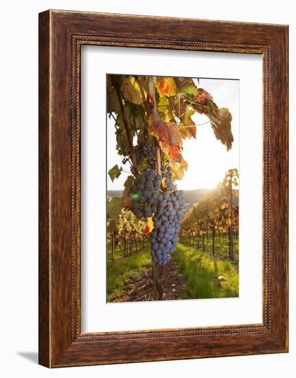 Vineyards with Red Wine Grapes in Autumn at Sunset, Esslingen, Baden Wurttemberg, Germany, Europe-Markus Lange-Framed Photographic Print