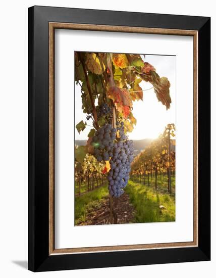 Vineyards with Red Wine Grapes in Autumn at Sunset, Esslingen, Baden Wurttemberg, Germany, Europe-Markus Lange-Framed Photographic Print