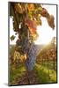 Vineyards with Red Wine Grapes in Autumn at Sunset, Esslingen, Baden Wurttemberg, Germany, Europe-Markus Lange-Mounted Photographic Print