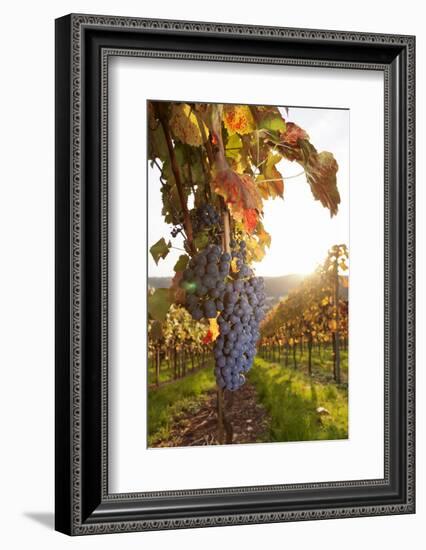 Vineyards with Red Wine Grapes in Autumn at Sunset, Esslingen, Baden Wurttemberg, Germany, Europe-Markus Lange-Framed Photographic Print