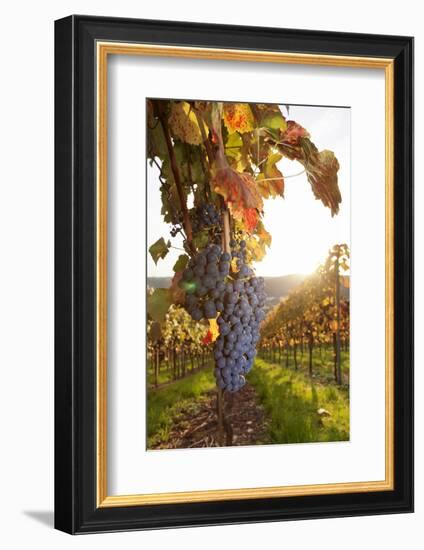 Vineyards with Red Wine Grapes in Autumn at Sunset, Esslingen, Baden Wurttemberg, Germany, Europe-Markus Lange-Framed Photographic Print