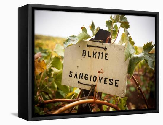 Vineyards-Ian Shive-Framed Premier Image Canvas