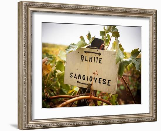 Vineyards-Ian Shive-Framed Photographic Print