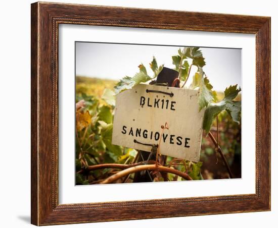 Vineyards-Ian Shive-Framed Photographic Print