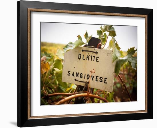 Vineyards-Ian Shive-Framed Photographic Print