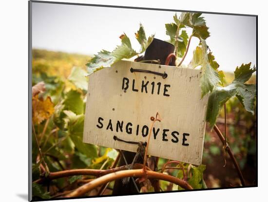 Vineyards-Ian Shive-Mounted Photographic Print