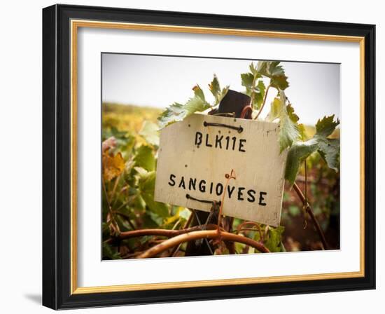 Vineyards-Ian Shive-Framed Photographic Print