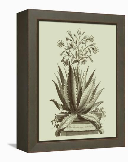 Vintage Aloe I-Abraham Munting-Framed Stretched Canvas