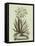 Vintage Aloe I-Abraham Munting-Framed Stretched Canvas