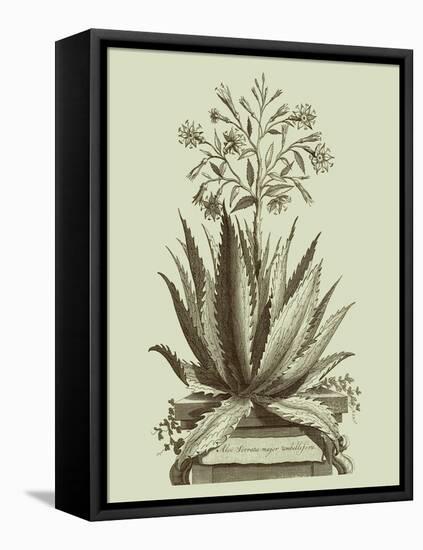 Vintage Aloe I-Abraham Munting-Framed Stretched Canvas