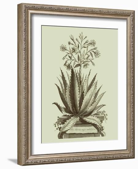 Vintage Aloe I-Abraham Munting-Framed Art Print