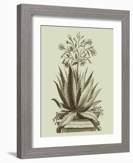 Vintage Aloe I-Abraham Munting-Framed Art Print