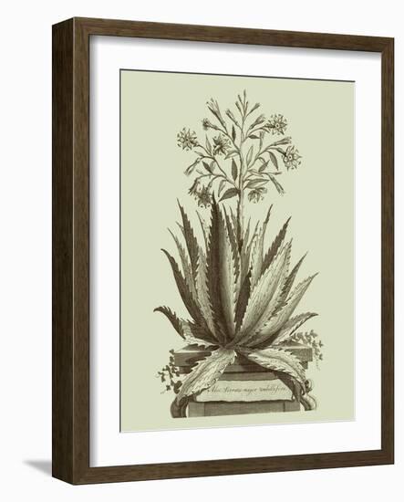 Vintage Aloe I-Abraham Munting-Framed Art Print