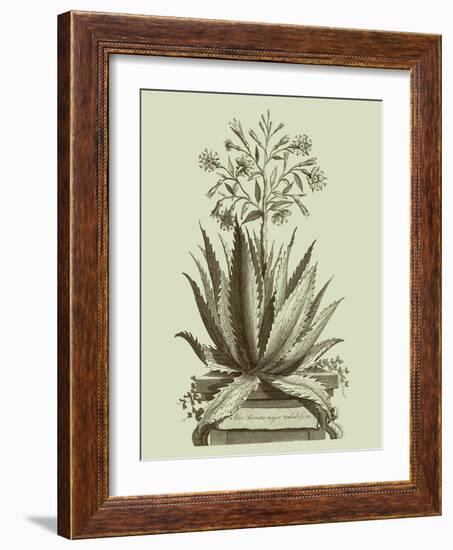 Vintage Aloe I-Abraham Munting-Framed Art Print