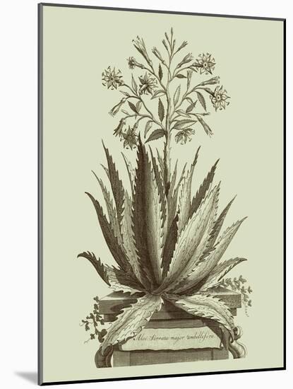 Vintage Aloe I-Abraham Munting-Mounted Art Print